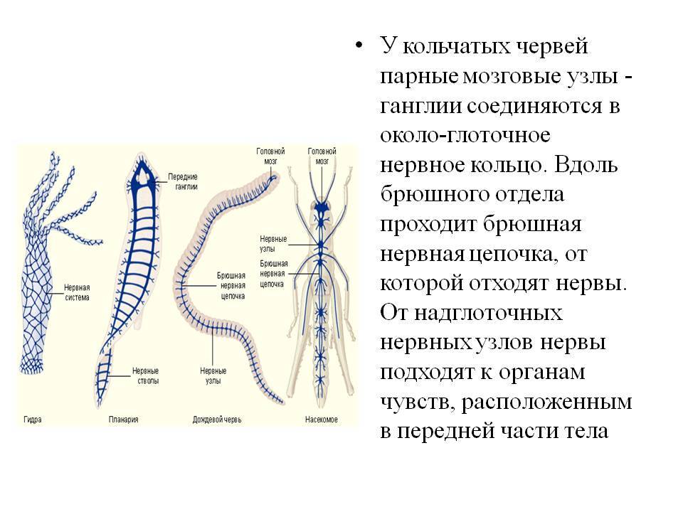 Kraken официальный сайт ссылка